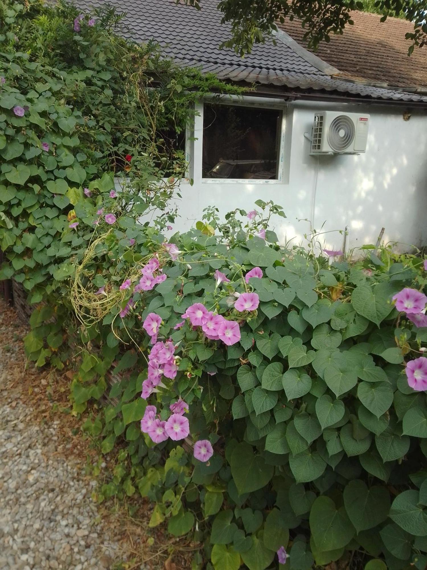 Casa Mocanu Giurgiu Luaran gambar